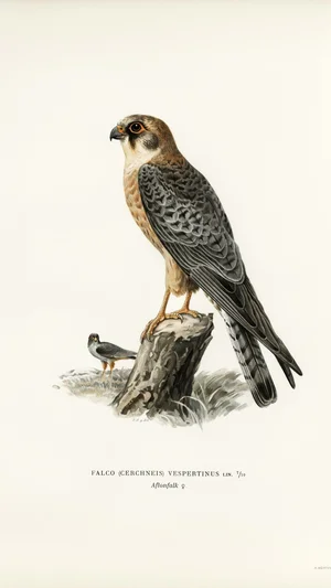 Red-footed Falcon (Falco vespertinus), female