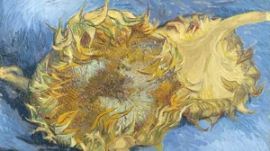 Girasoles