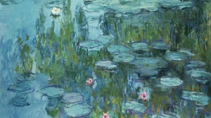 Water Lilies