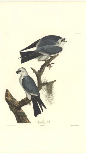 Mississippi Kite