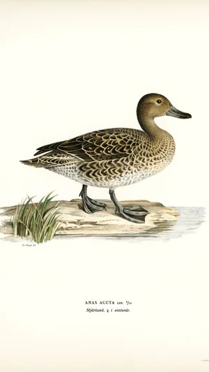 Northern Pintail (Anas Acuta), Female in Winter Plumage