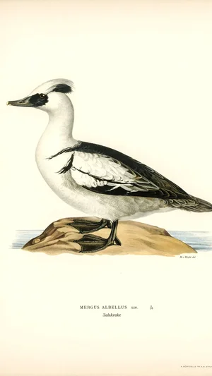 Illustration of a Smew (Mergus albellus)
