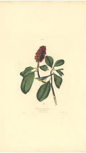 Bonaparte Fly Catcher (Muscicapa Bonaparte) with Magnolia grandiflora