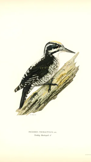 Three-toed Woodpecker (Picoides tridactylus)