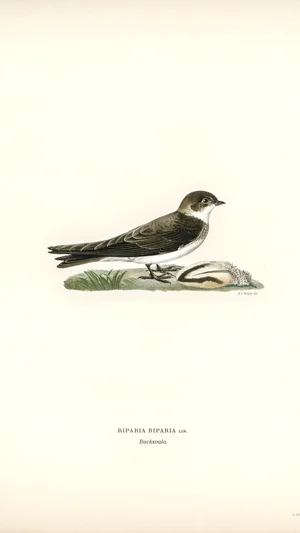 Sand Martin (Riparia Riparia)