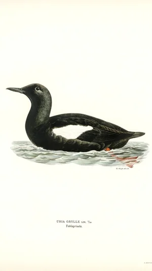 Black Guillemot (Uria Grylle)