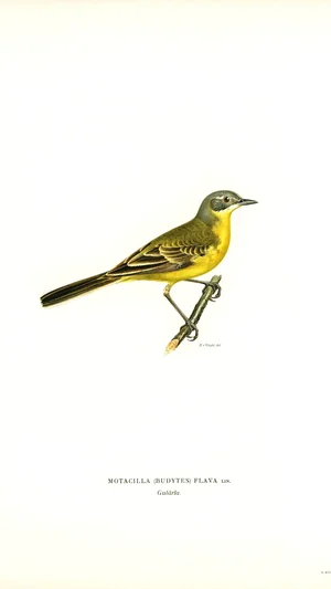 Yellow Wagtail (Motacilla flava)
