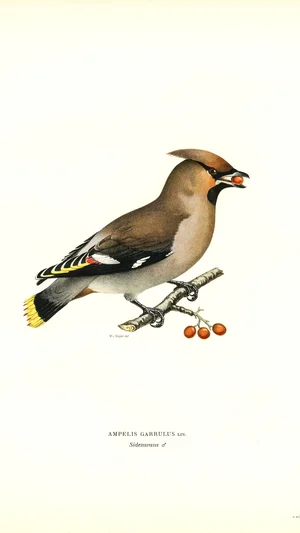 Bohemian Waxwing (Ampelis garrulus)