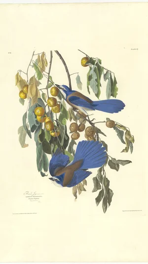 Florida Jay, Plate 87