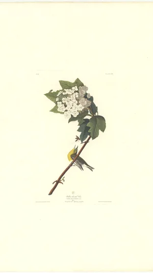 Yellow-throated Vireo (Vireo flavifrons) and Swamp Hawthorn (Crataegus glandulosa), Plate CCXLII