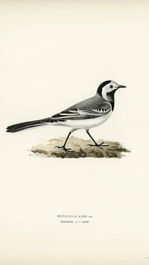 Pied Wagtail (Motacilla Alba)