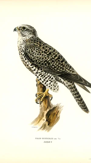 Gyrfalcon (Falco Rusticolus)