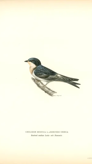 Hybrid between Barn and House Swallow (Chelidon Rustica L. x Hirundo Urbica)