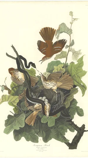 Ferruginous Thrush