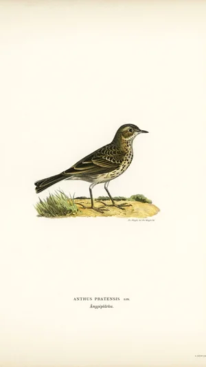 Meadow Pipit (Anthus pratensis)