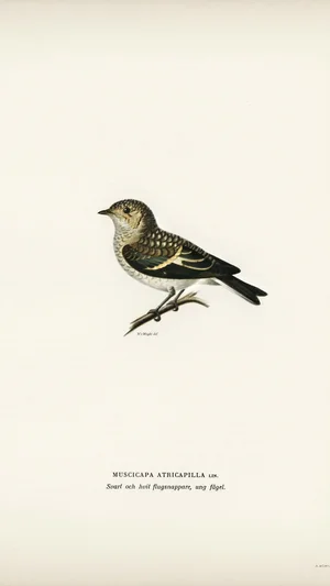European Pied Flycatcher (Muscicapa atricapilla), Young Bird