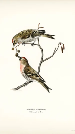 Acanthis Linaria (Common Redpoll)