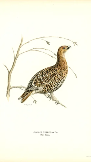 Black Grouse (Lyrurus tetrix), hen
