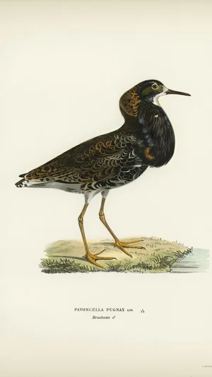 Illustration of a Male Ruff (Pavoncella pugnax)