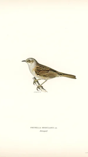 Prunella modularis (Dunnock)