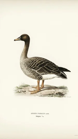 Bean Goose (Anser Fabalis Lath.)