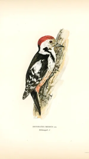 Middle Spotted Woodpecker (Dryobates medius)