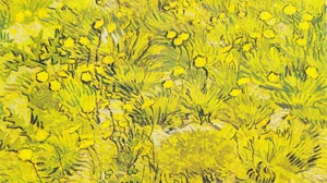 Meadow with yellow flowers