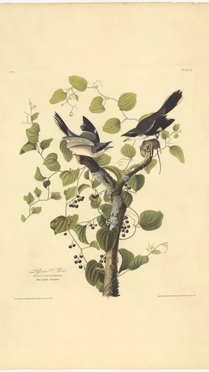 Loggerhead Shrike (Lanius carolinensis) with Smilax rotundifolia