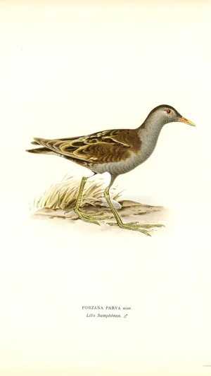 Little Crake (Porzana parva)