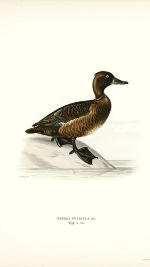 Illustration of a Female Tufted Duck (Nyroca Fuligula)