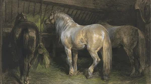 Horses Eating Hay in a Stable