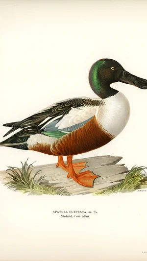 Pato cuchara (Spatula clypeata), macho en primavera