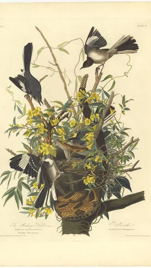The Mocking Bird