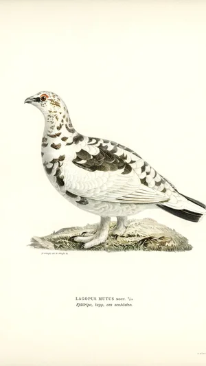 Rock Ptarmigan (Lagopus Mutus), Male in Late Autumn