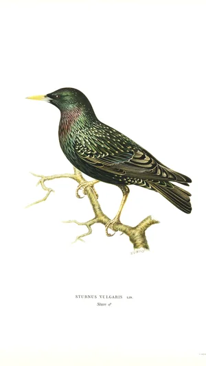 Illustration of a Common Starling (Sturnus Vulgaris)