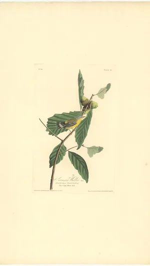 Swainson's Warbler, Plate 50