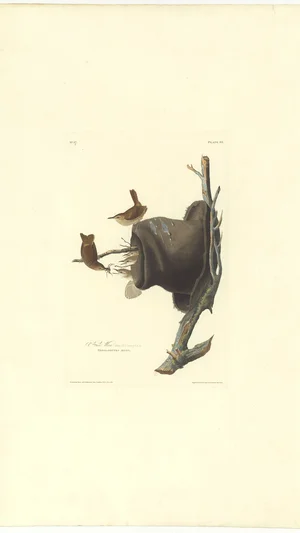 Wood Wren (House Wren), Plate 83