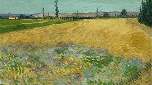 Wheatfield