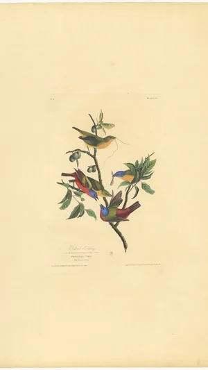 Painted Bunting