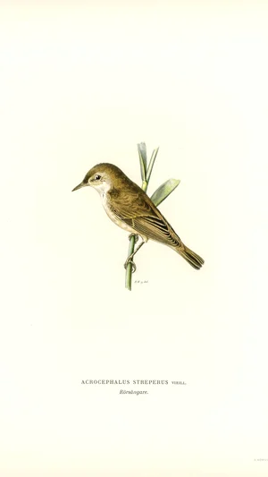 Eurasian Reed Warbler (Acrocephalus streperus)