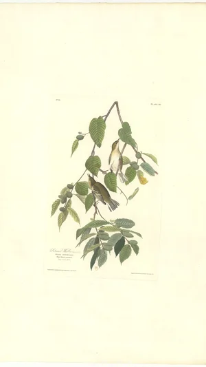 Autumnal Warbler (Sylvia Autumnalis) with White Canoe Birch (Betula papyrifera)