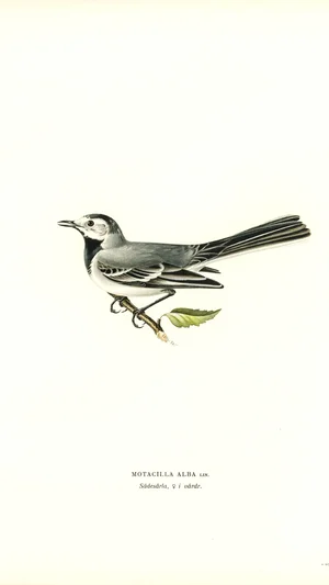 Motacilla Alba (White Wagtail)