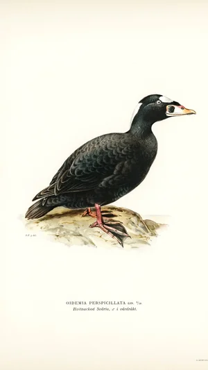 Surf Scoter (Oidemia perspicillata)
