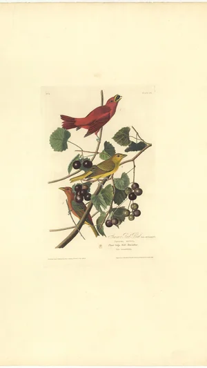 Summer Red Bird
