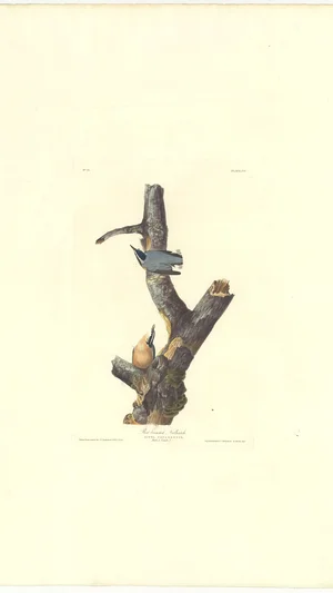 Red-breasted Nuthatch