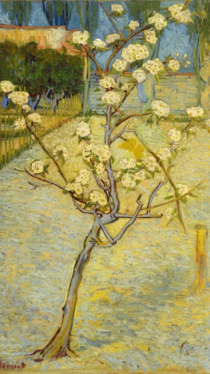 Small pear tree in blossom