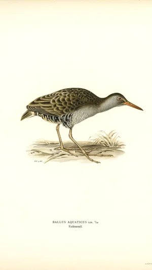 Rallus Aquaticus (Water Rail)