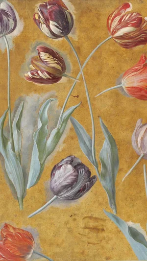 Study of Tulips