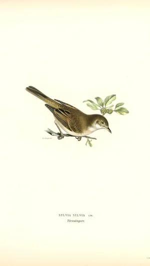 Sylvia sylvia (Common Whitethroat)