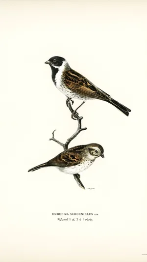 Reed Bunting (Emberiza Schoeniclus)